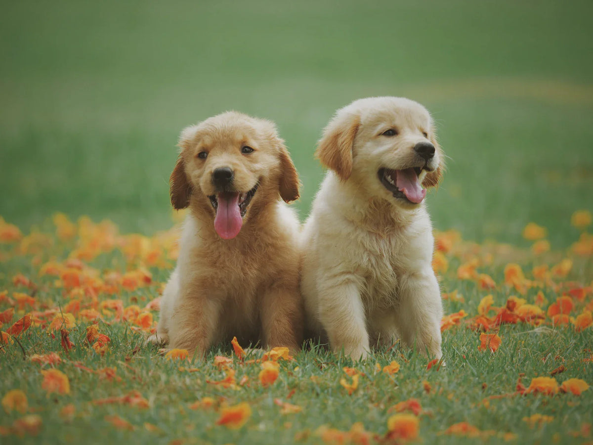 Bringing Your Furry Friend to Japan: A Complete Guide