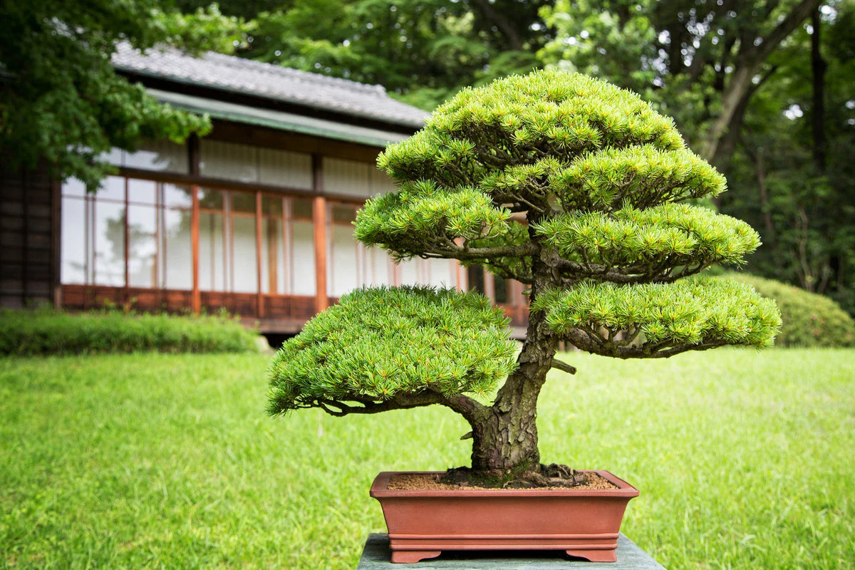 Mastering the Art of Bonsai