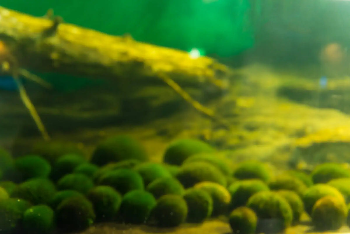 Discover the Charm of Marimo - Japan's Iconic Moss Ball