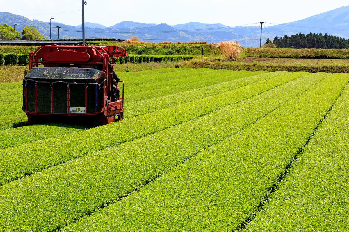Discover the Delights of Kagoshima Tea