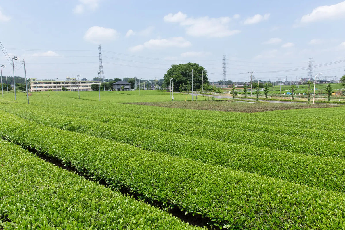 Discovering the Delicacies of Izumo Meicha