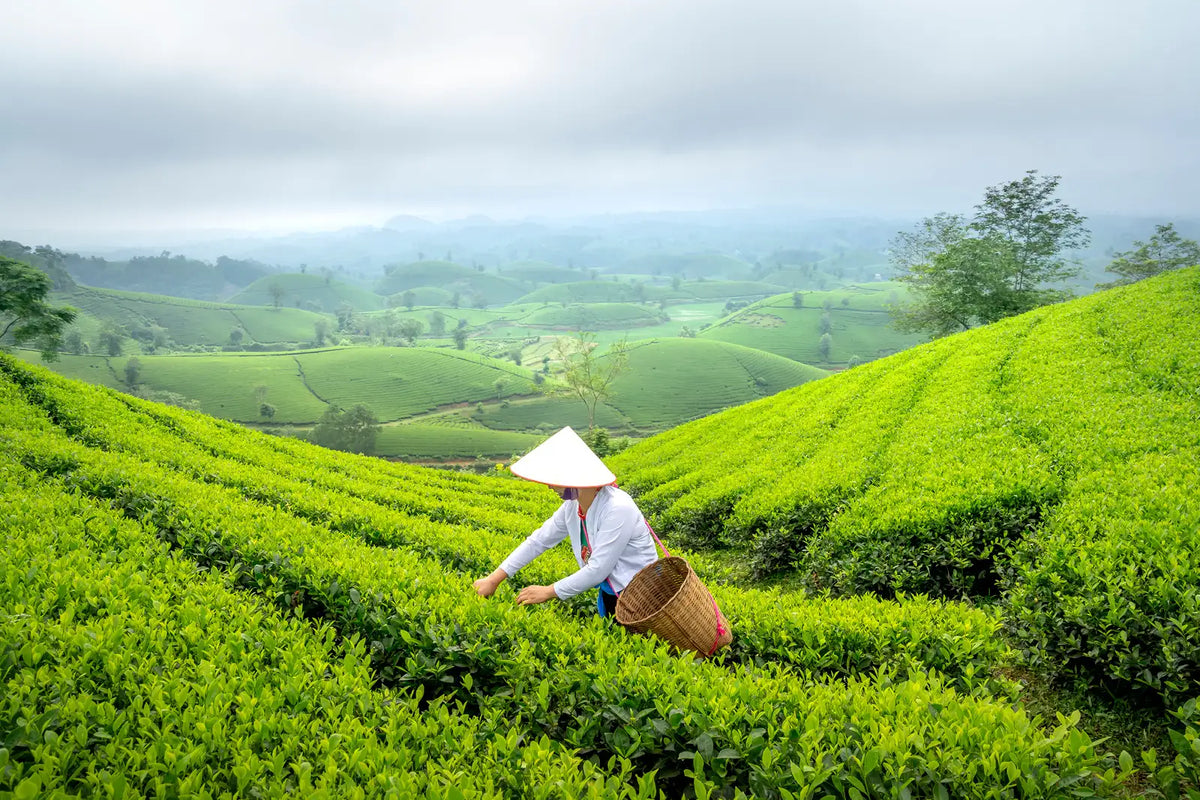 Enter the World of Murakami Tea: A Journey Through the Flavors of Japan