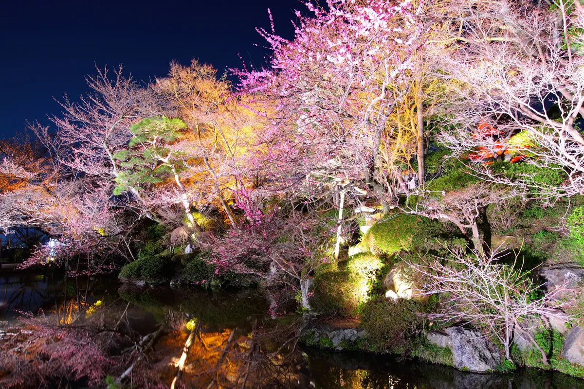 Discover the Magic of Moonlit Cherry Blossoms in Japan