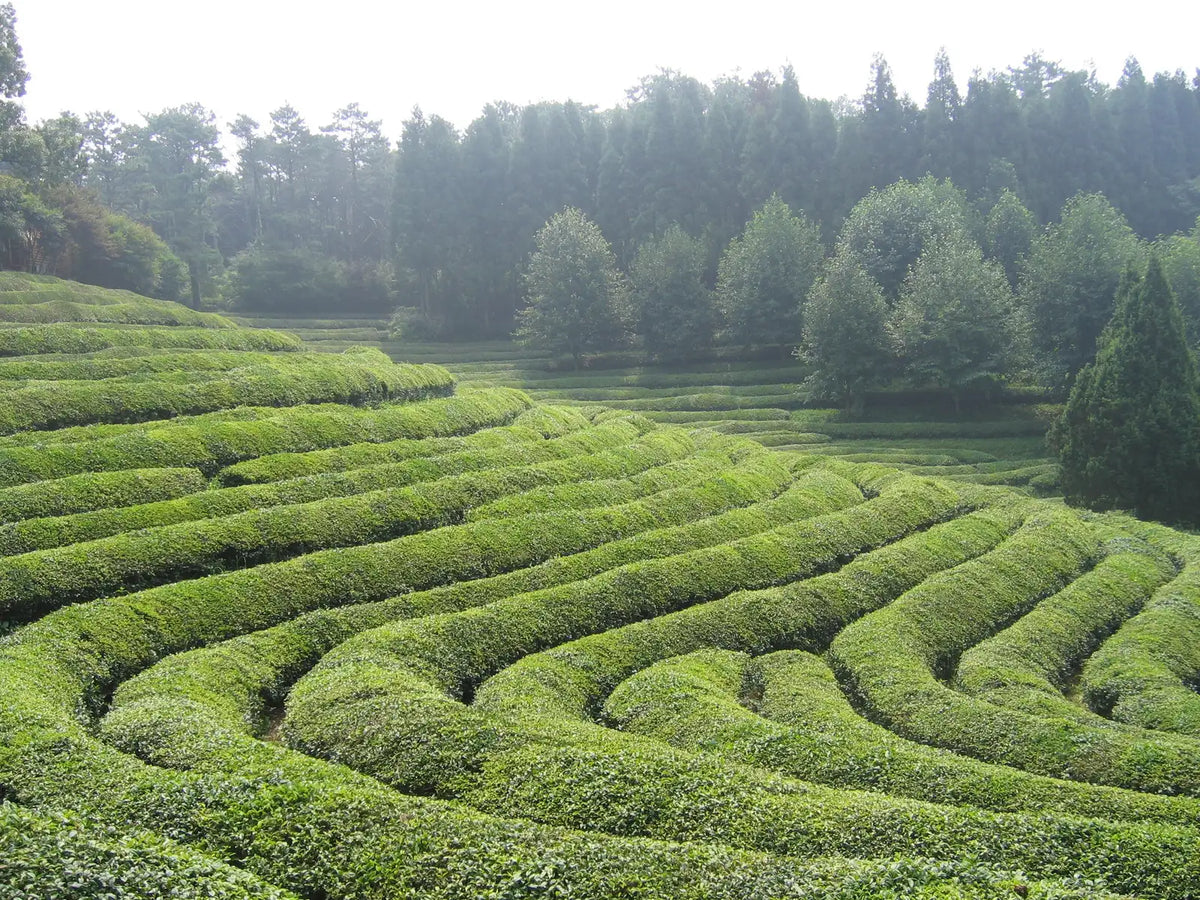 Discover the Serenity of Yamato Tea The Sweet Elegance of Nara's Sencha