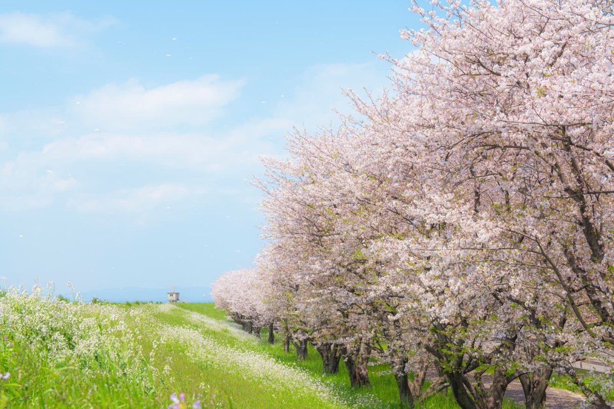 Discover the Hidden Gems of Oita Japan's Enchanting Paradise – JAPANBITE