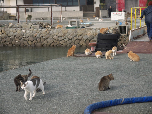 Other-Exploring Japan’s Enchanting Cat Islands-JAPANBITE