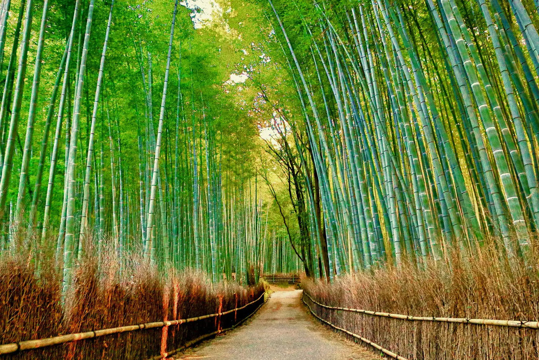 Other-Wandering Through Japan's Enchanting Bamboo Groves-JAPANBITE