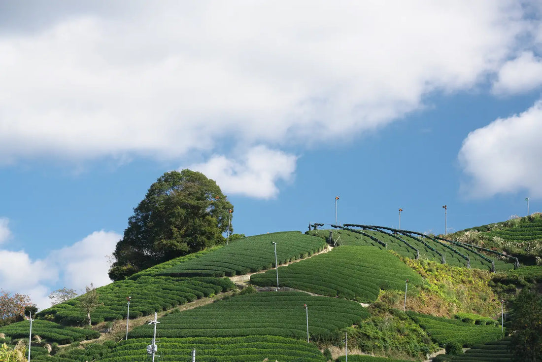 Other-Discovering the Serenity of Ogasawara Tea-JAPANBITE