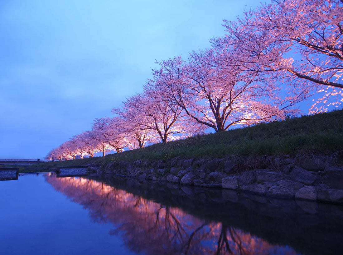 Other-Starlit Sakura Magic The Ultimate Guide to Nighttime Cherry Blossoms-JAPANBITE