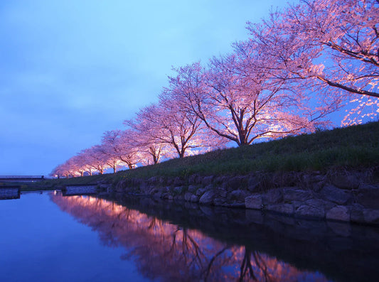 Other-Starlit Sakura Magic The Ultimate Guide to Nighttime Cherry Blossoms-JAPANBITE