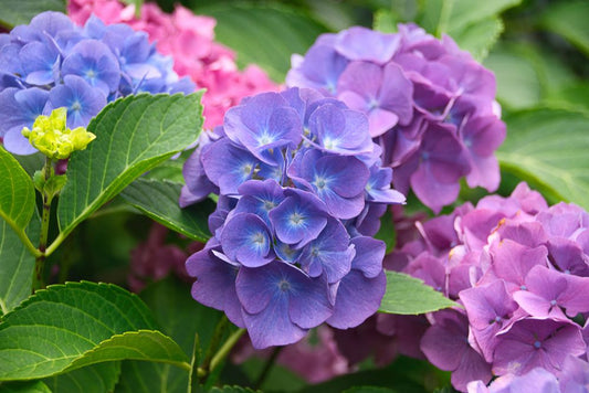 hydrangea