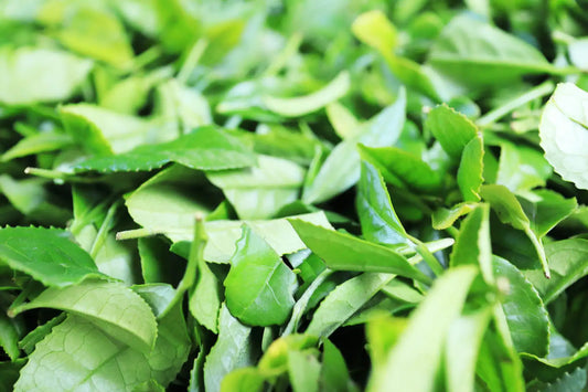 Other-Sip and Savor the Culture of Kagoshima Tea-JAPANBITE