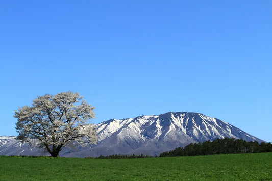 Other-Discover Iwate's Hidden Charms from Scenic Beauty to Sweet Delights-JAPANBITE