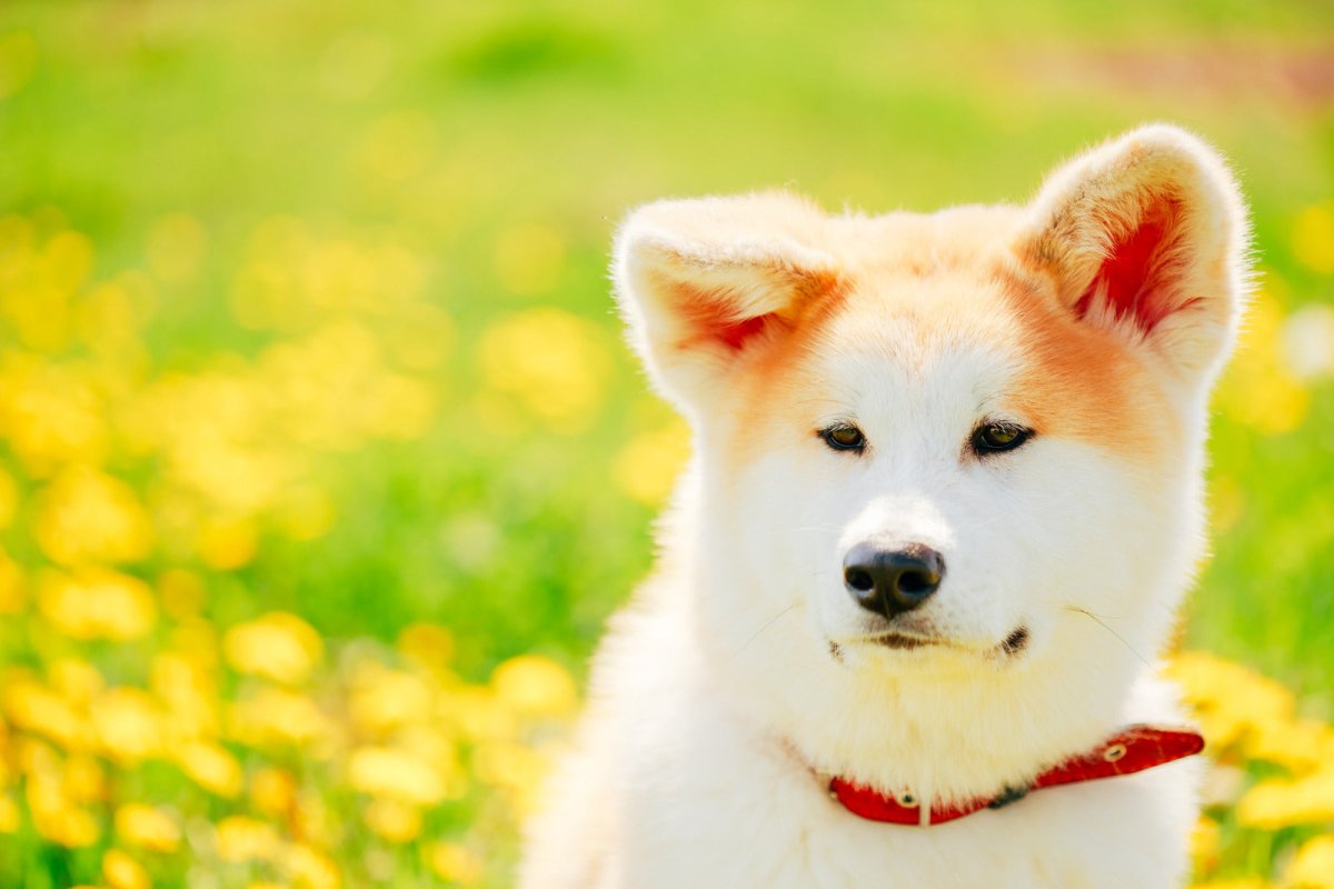 Other-Unveiling the Enchantment of Akita: A Journey for Japan Enthusiasts-JAPANBITE