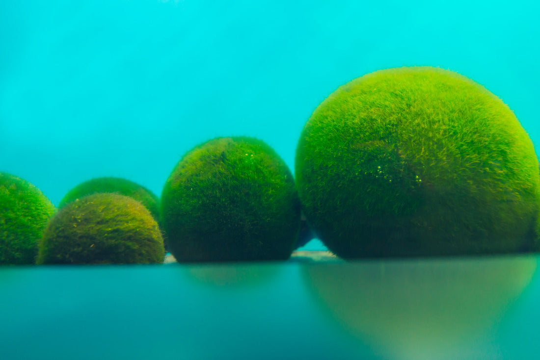 Other-The Enchanting World of Marimo Moss Balls-JAPANBITE