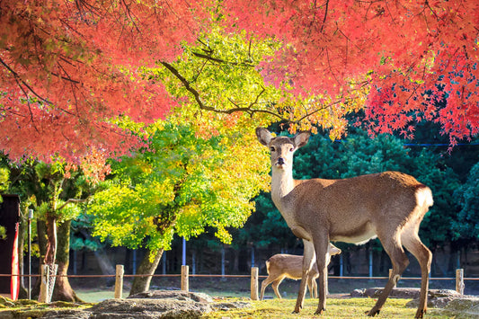 Other-Discover Nara's Unique Charm and Cultural Treasures-JAPANBITE