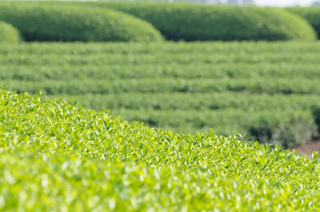 Mogy Tea Discover the Essence of Mogi Tea A Journey through Tochigi's Unique Se ...