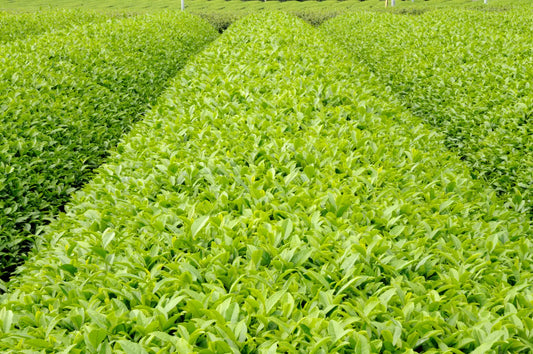 Other-A Journey Through Shizuoka Gyokuro The Luxurious Tea with Exquisite Umami and Sweetness-JAPANBITE