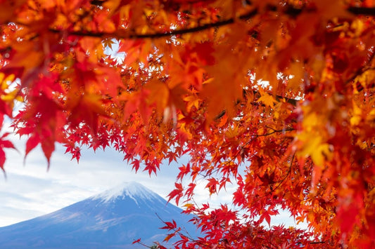 Bright red maple leaves framing a distant view of Mount Fuji during autumn.