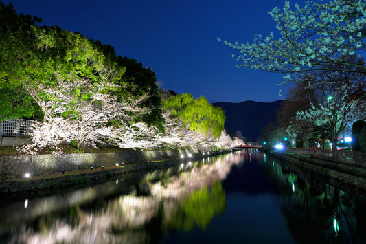 Other-Discover Tokyo's Nighttime Sakura Magic-JAPANBITE