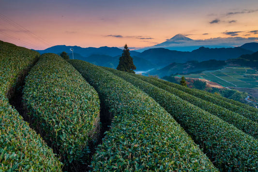 Other-Discover the Essence of Shizuoka Tea and Its Cultural Heritage-JAPANBITE