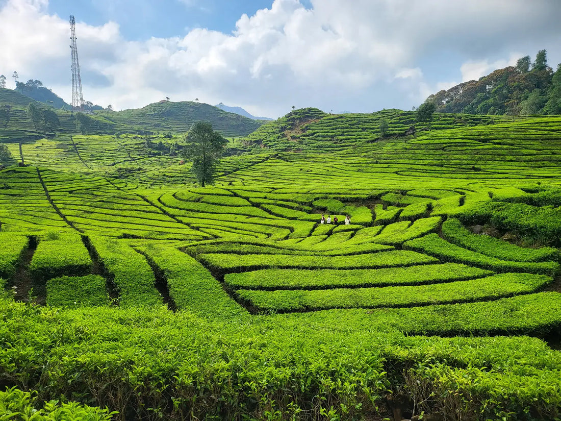 Other-Discovering the Delicate World of Echizen Tea: A Cultural Gem from Fukui Prefecture-JAPANBITE