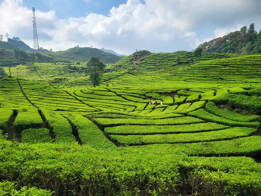 Other-Discovering the Delicate World of Echizen Tea: A Cultural Gem from Fukui Prefecture-JAPANBITE