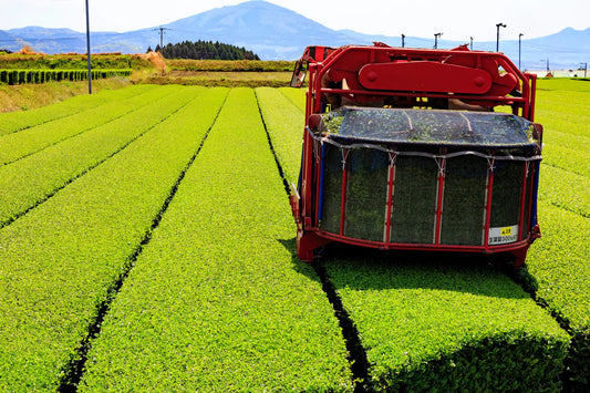 Other-Discovering Tanba Tea A Journey Through Japanese Tradition-JAPANBITE