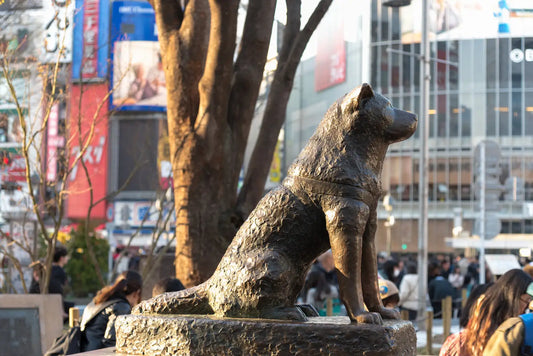 Other-Journey Through Loyalty and Legacy Discovering Hachiko's Enduring Tale-JAPANBITE
