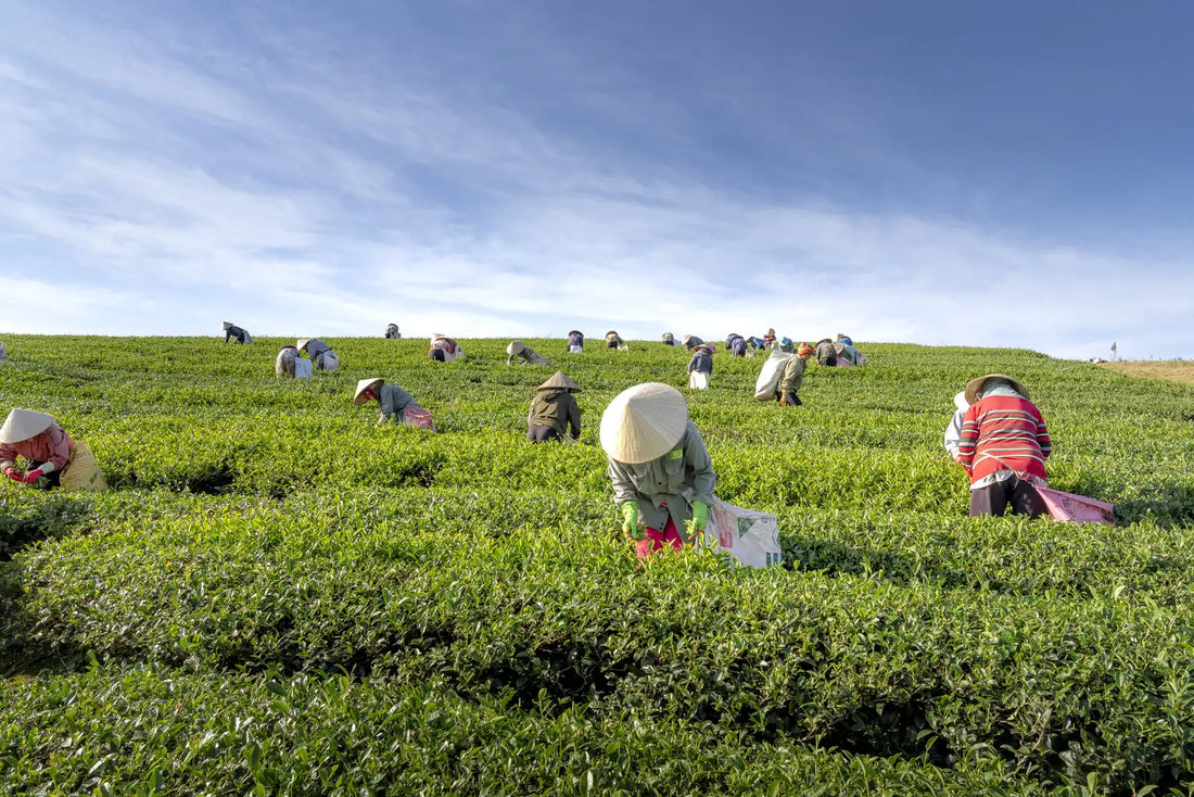 Other-Discover the Essence of Sayama Tea One of Japan's Finest Brews-JAPANBITE