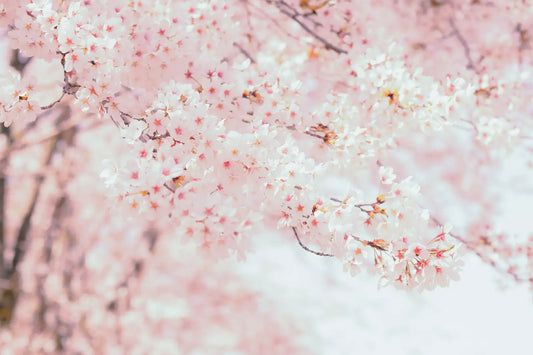 Culture&Arts-Discover Japan’s Most Enchanting Cherry Blossom Spots-JAPANBITE