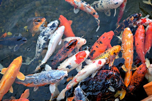 Other-Koi Fish in Japanese Culture: Beyond the Pond-JAPANBITE