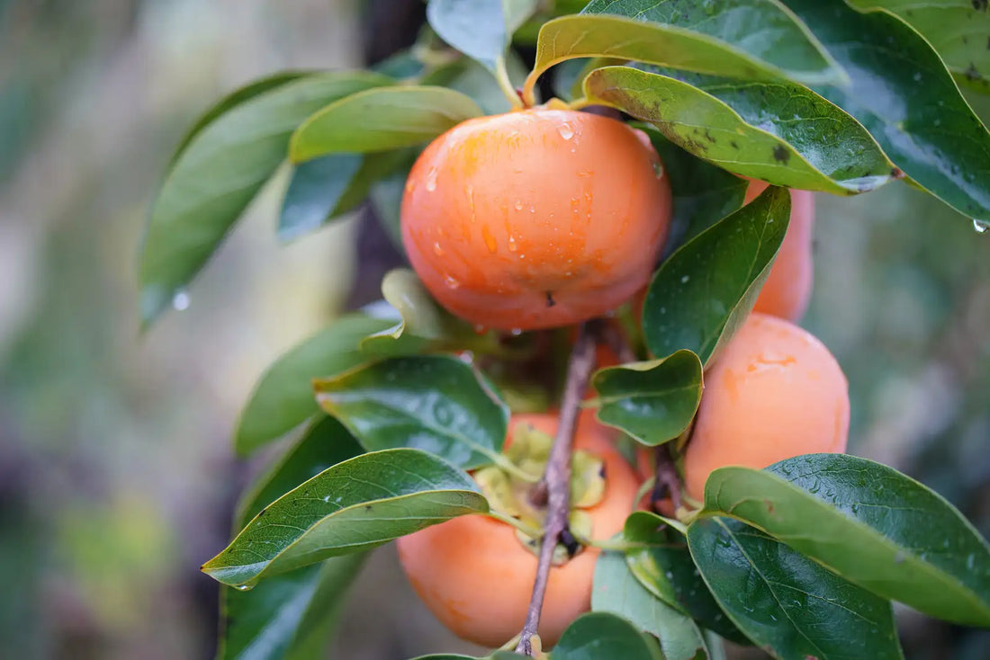 Other-Discovering the Seasons Through Japan’s Fresh Fruits-JAPANBITE