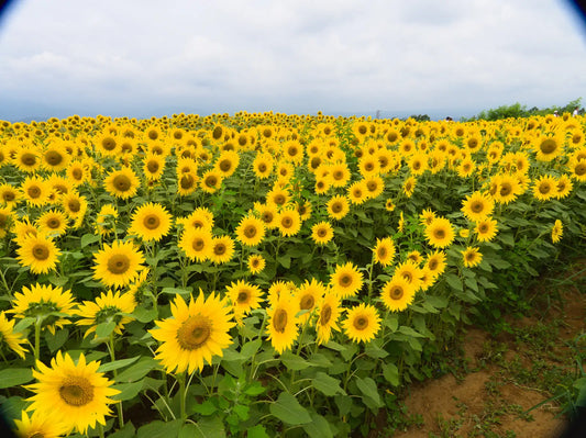 Other-Discovering Yamanashi's Treasures for Japan Lovers-JAPANBITE