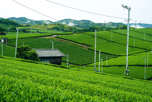 Other-Discover the Elegance of Yame Tea from Fukuoka-JAPANBITE