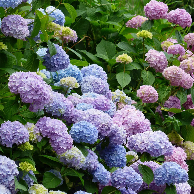 Hydrangea