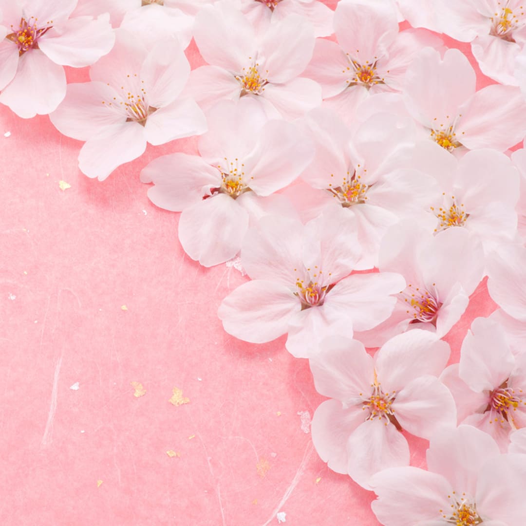 Enjoy Hanami – JAPANBITE