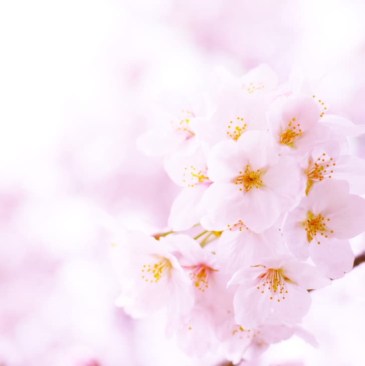 Cherry blossom season